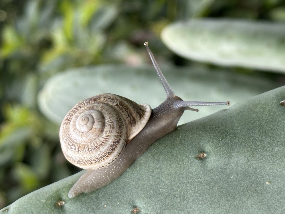 snailpix.com